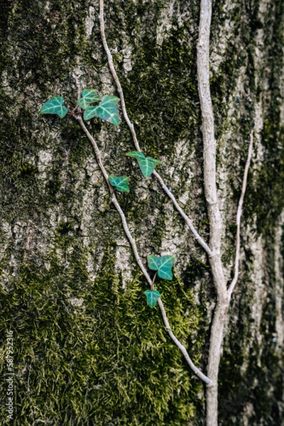 Fototapeta Ivy on a tree