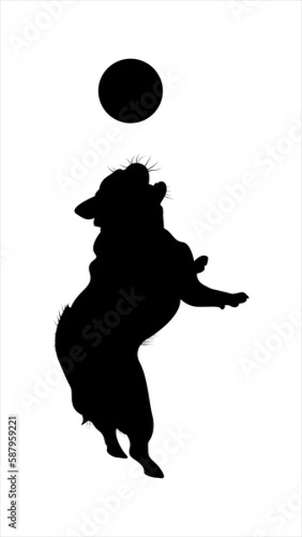 Fototapeta Silhouettes of a Pug Dog Jumping to Catch a Ball