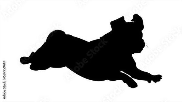 Fototapeta Silhouette of a Pug Dog Running Fast