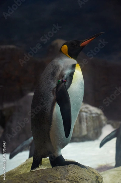 Obraz Penguin on Snowy Rocks