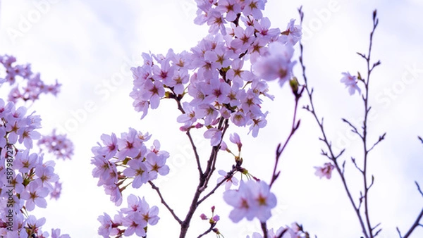 Obraz flowers on a white background