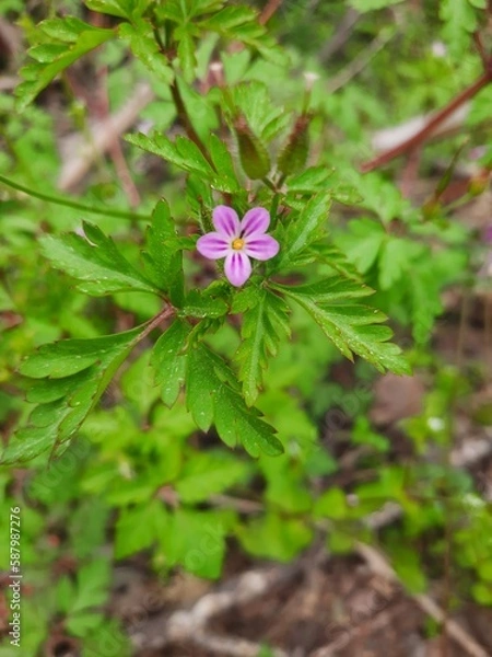 Obraz pink and green