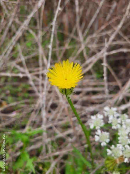 Obraz dandelion in the grass