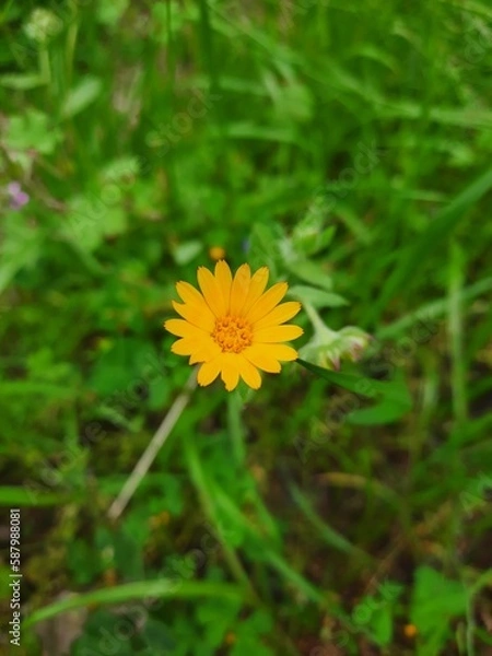 Fototapeta yellow flower