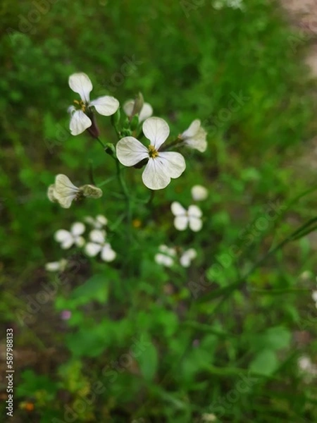 Obraz white flowers