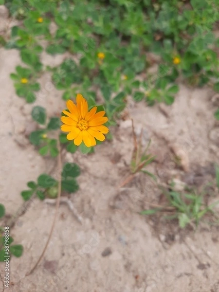 Obraz yellow flower on the grass