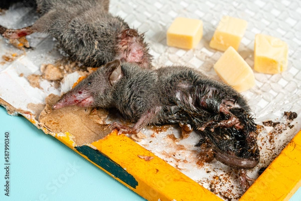 Fototapeta A wild mouse or rat found dead stuck to a rodent glue trap isolated on blue background.