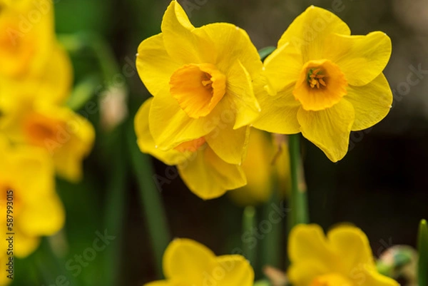 Obraz yellow daffodils in spring