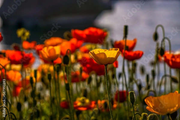 Fototapeta Poppies in the sunlgiht