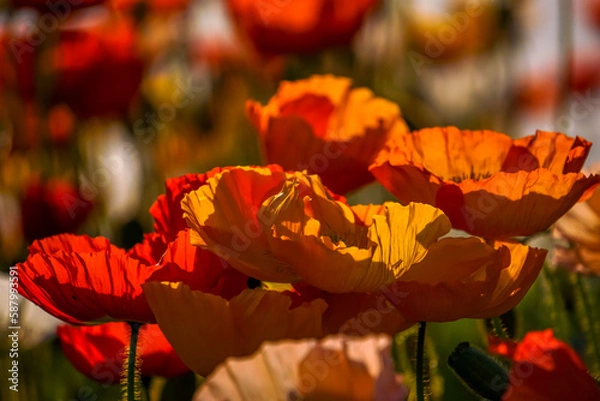 Fototapeta Poppies in the sunlgiht