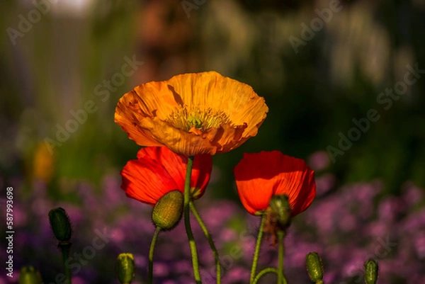 Fototapeta Poppies in the sunlgiht