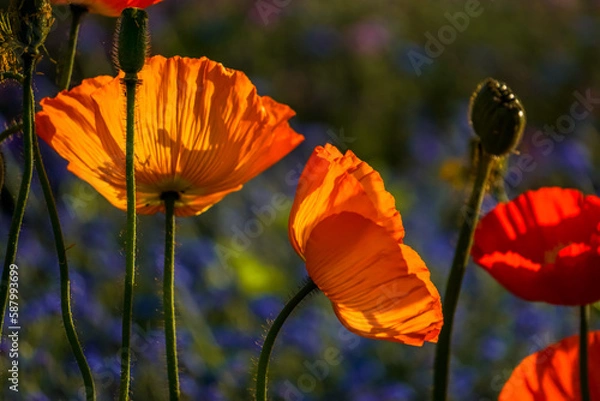 Fototapeta Poppies in the sunlgiht