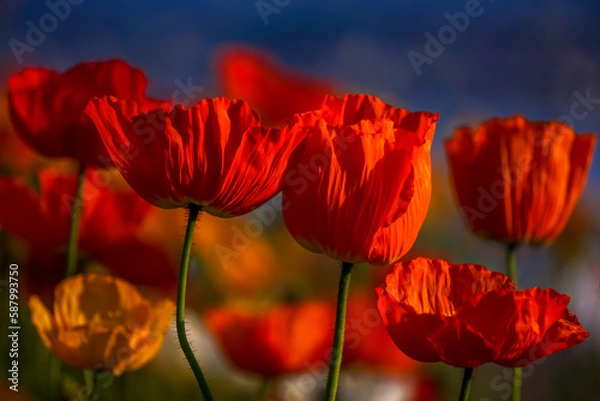 Fototapeta Poppies in the sunlgiht