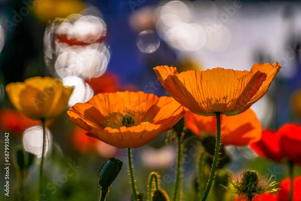 Fototapeta Poppies in the sunlgiht