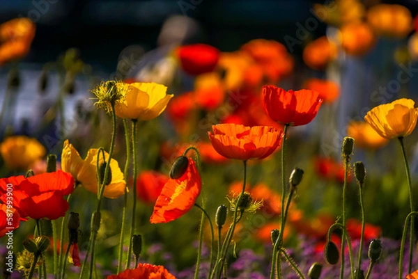 Fototapeta Poppies in the sunlgiht