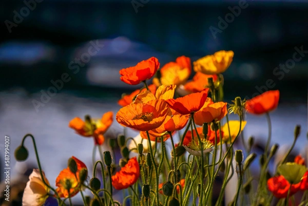 Fototapeta Poppies in the sunlgiht