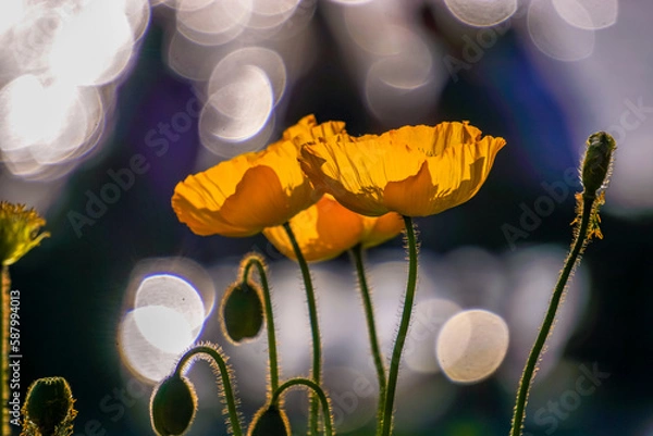 Fototapeta Poppies in the sunlgiht