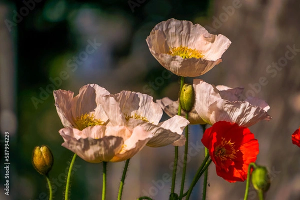 Fototapeta Poppies in the sunlgiht