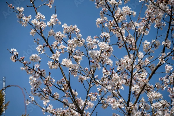 Obraz 春の訪れを告げる桜