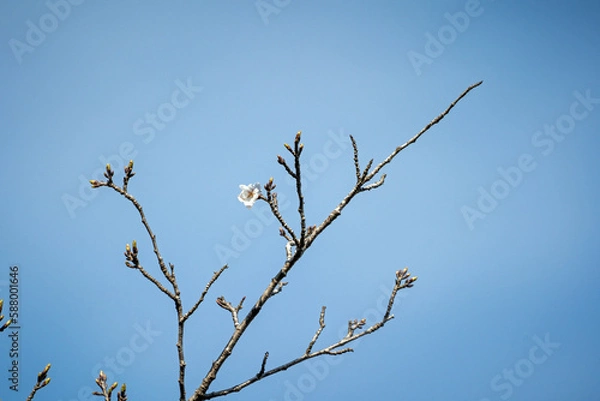 Obraz 春の訪れを告げる桜
