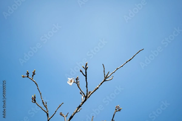 Obraz 春の訪れを告げる桜