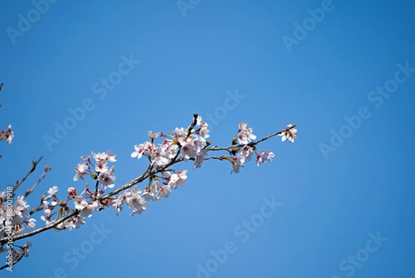 Obraz 春の訪れを告げる桜