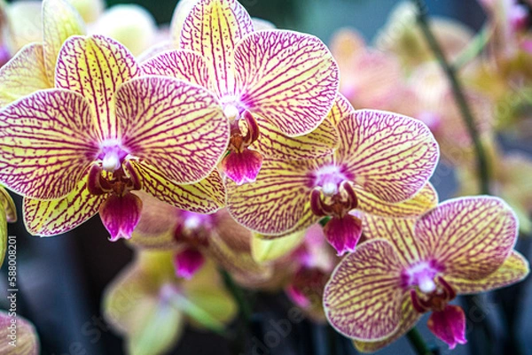 Obraz yellow and pink orchids