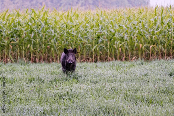 Obraz wild boars near corn field