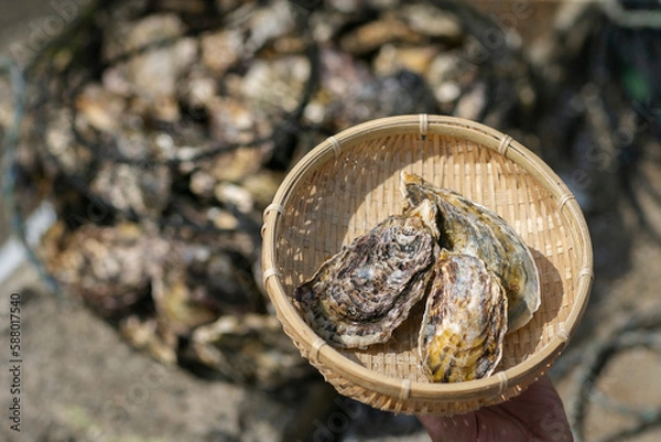 Fototapeta 牡蠣