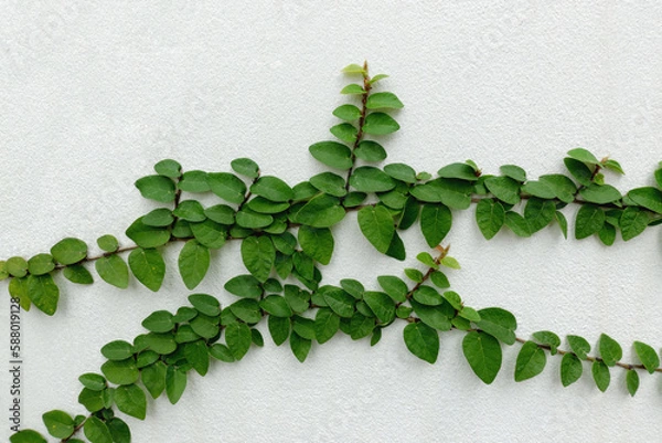 Fototapeta Creeping fig or Climbing fig vine creeps up on a white concrete wall.