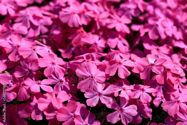 Obraz 満開のピンクの芝桜