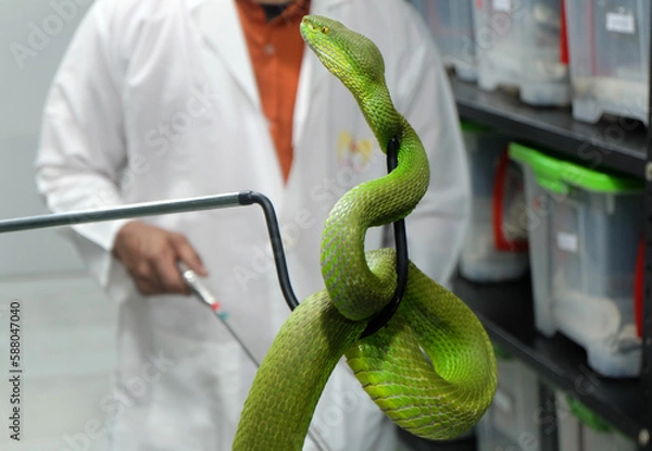 Obraz Researchers are examining snakes at the Venom Center to extract their venom. Snakes venom research center Chittagong,Bangladesh