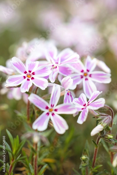 Fototapeta 咲き始めた可愛いピンクの芝桜