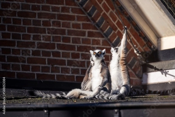 Fototapeta A portrait of three ring tailed lemurs sitting on a roof on a sunny day. One of them is reaching for an relectrical wire, while the other one is looking up and dreaming.