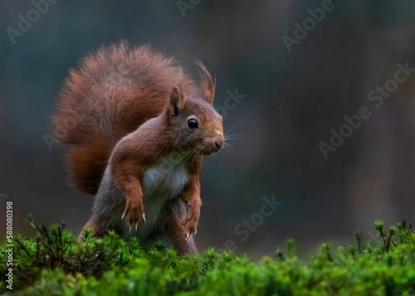 Obraz Eekhoorntje klaar om weg te springen