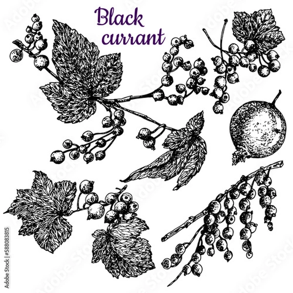 Fototapeta Black currant. Leaves, branches and berries. Black and white sketch.Stock vector illustration. Hand drawing. Isolated on a white background.For the design of product packaging, labels