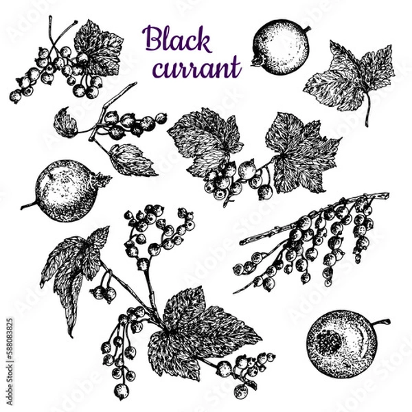Fototapeta Black currant. Leaves, branches and berries. Black and white sketch.Stock vector illustration. Hand drawing. Isolated on a white background.For the design of product packaging, labels