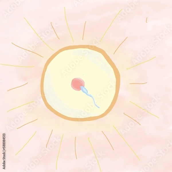 Fototapeta illustration of fertilization of an egg by a sperm cell. watercolor illustration