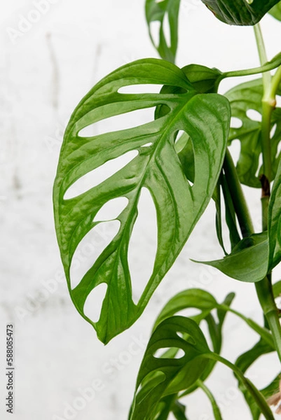 Obraz Monstera Adansonii