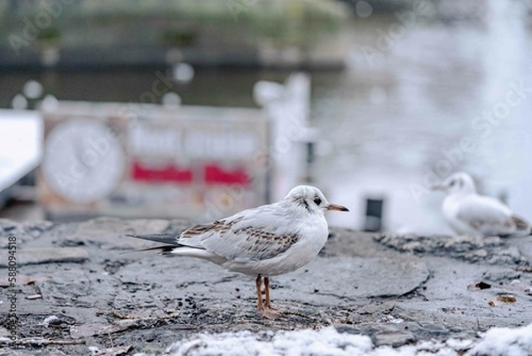 Obraz Pigeon in Vltava