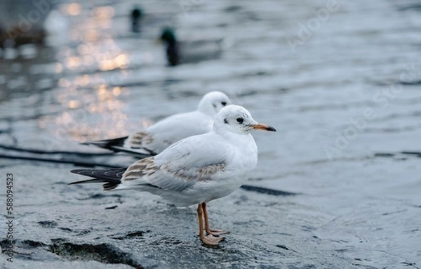 Obraz Pigeon in Vltava
