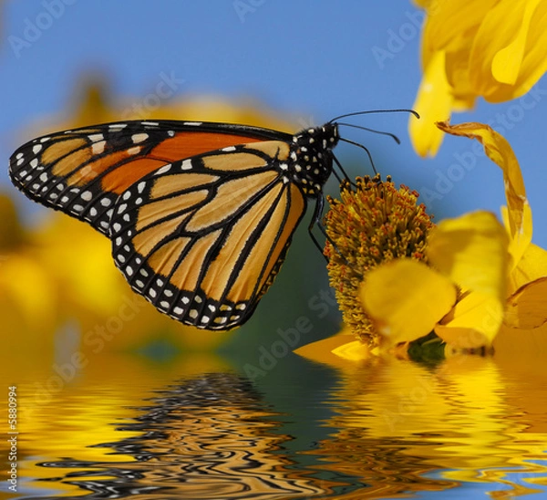 Obraz Monarch Butterfly