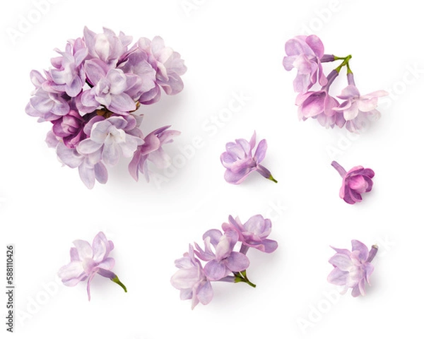Fototapeta set / collection of small purple lilac flowers isolated over a transparent background, floral spring design elements with subtle shadows, top view / flat lay