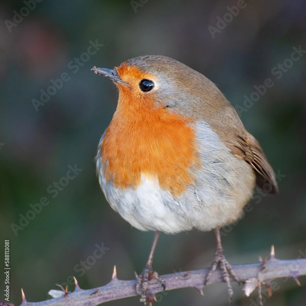 Obraz robin perching on a branch