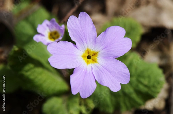 Obraz Blooming primrose close up