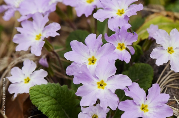 Obraz Blooming primrose close up