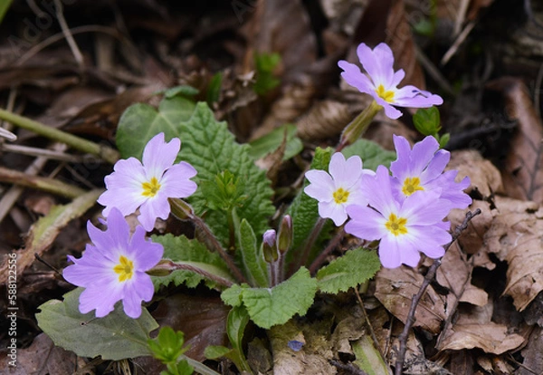 Obraz Blooming primrose close up