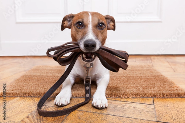 Obraz skórzana smycz dla psa