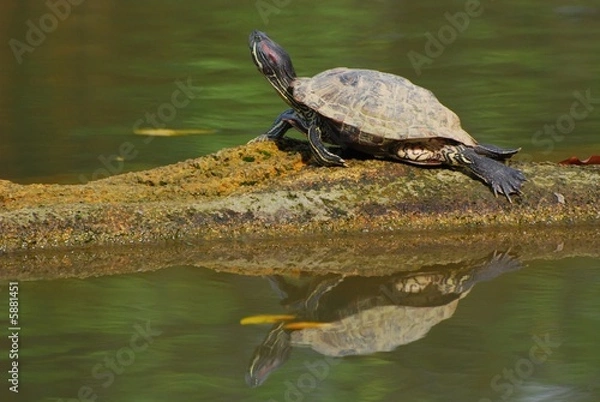 Obraz tortoise resting in the ponds