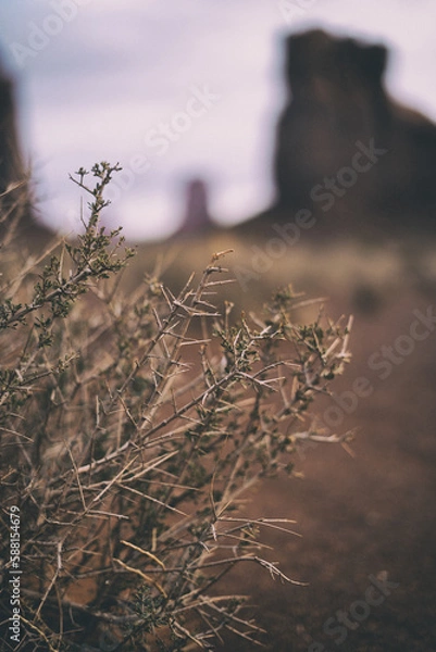 Obraz Monument Valley Cactus